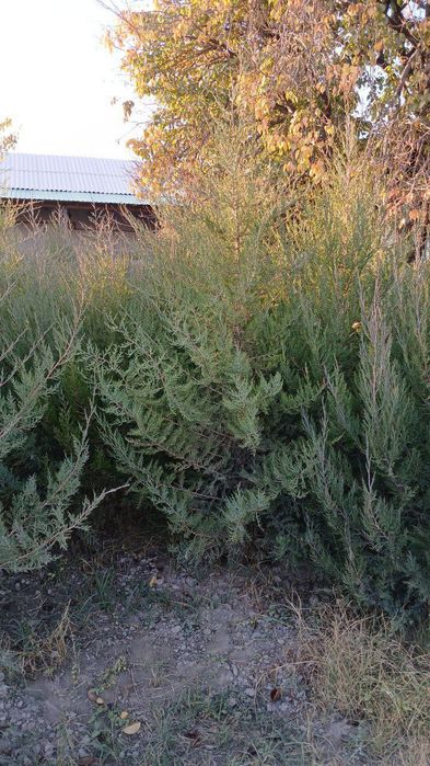 Mojevelnik archa ko'chati