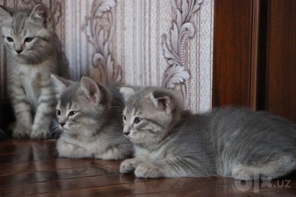 Серебристая шиншилла: котяты 2,5 месяца, готовы к переезду