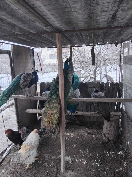 De vânzare 2 păuni, vârstă 3 ani.