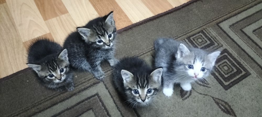 Отдам котят в хорошие руки