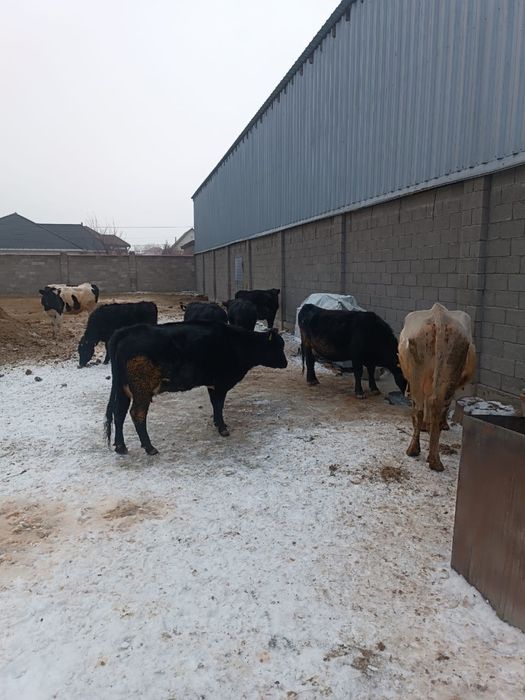 бұзаулы сиырлар.