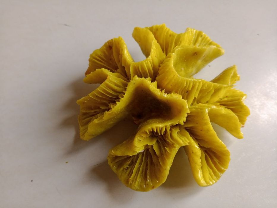 Akvarium uchun Karallar