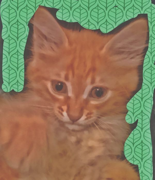 Котят отдам в добрые руки