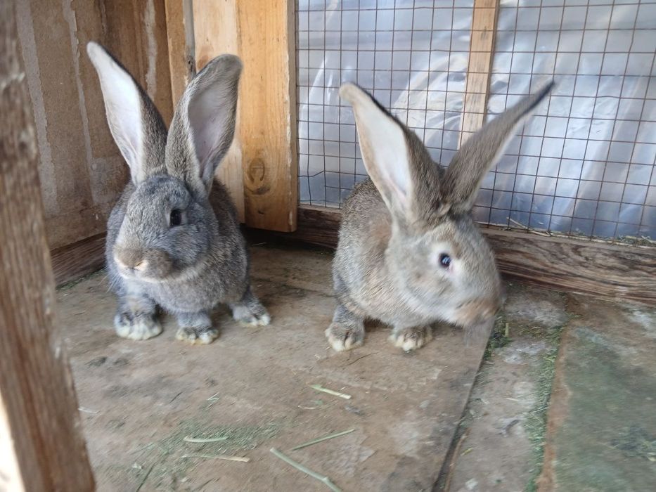 Flandr quyon bolalari sotiladi