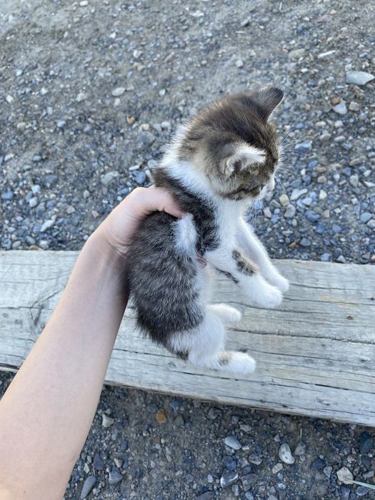 котенки бесплатно