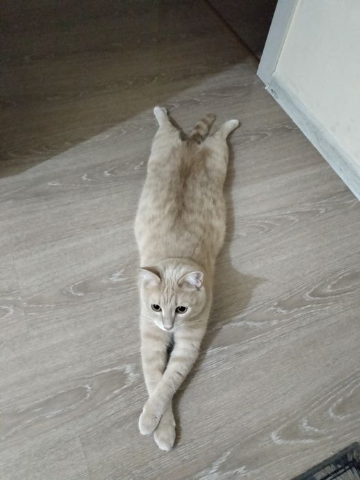 Кот персик,ищет дом!