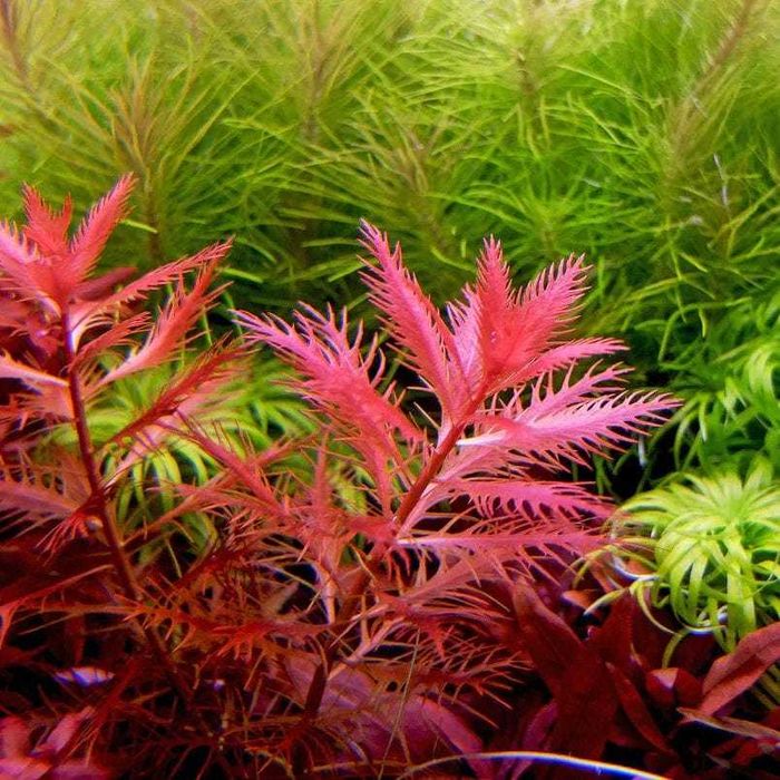 прозерпинака палюстрис