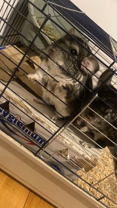 2 Chinchila , cusca , mancare , asternut , etc