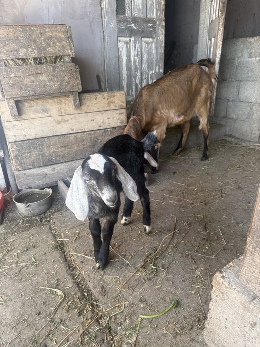 Vând mascul Anglo Nubian vârsta 5 săptamâni