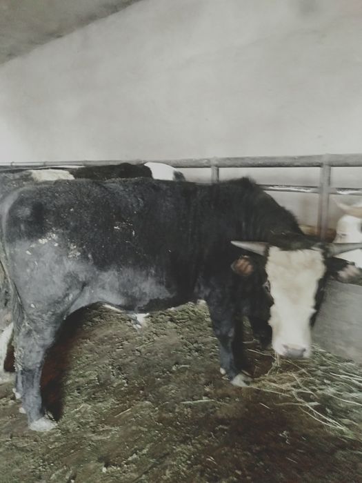 Семіз бұқалар сатылады