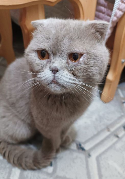 вислоухий кот в добрые руки!!!