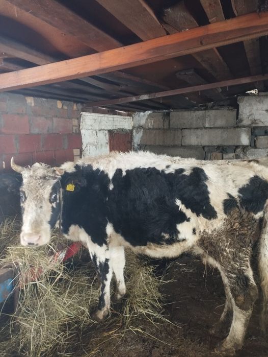 Продам 2 коровы торг