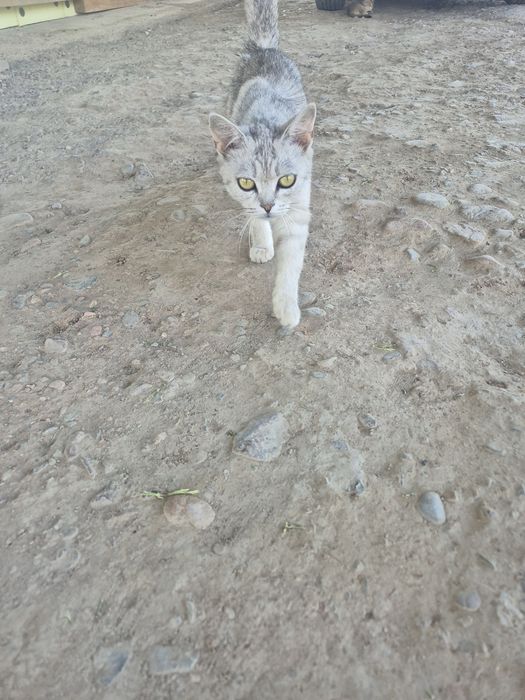 Отдам кошек в хорошие руки