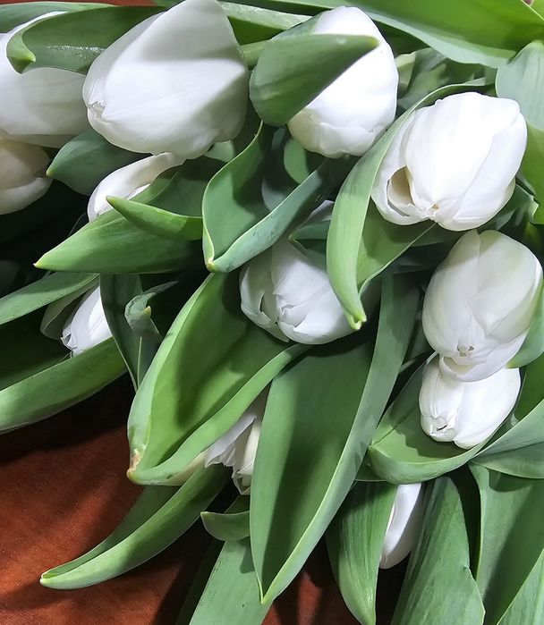 Тюльпаны только оптом