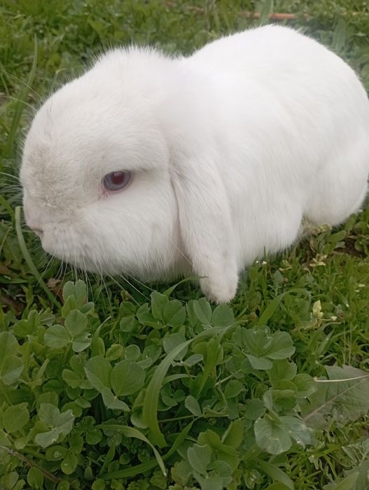 Карлик баран самец