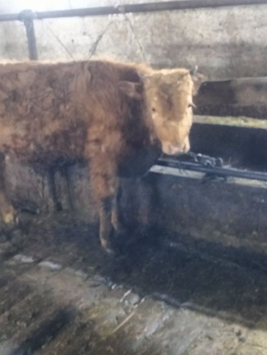 Сельхозживотное бык