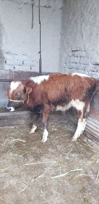 Qishloq xoʻjaligi mollari