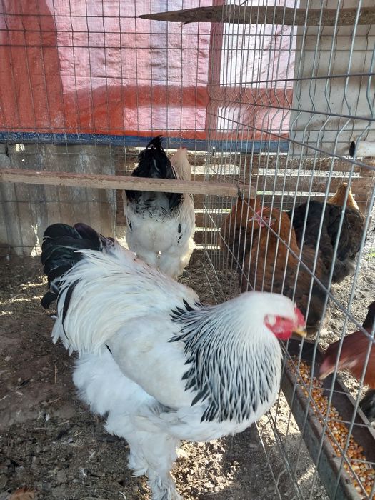 Vând găini ce se vede in poză