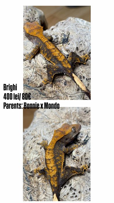Crested gecko/ soparla/gecko cu creasta/reptila