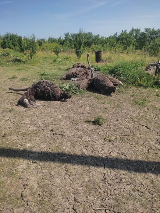 Vind trei femele struț doi ani gata de reproducere.