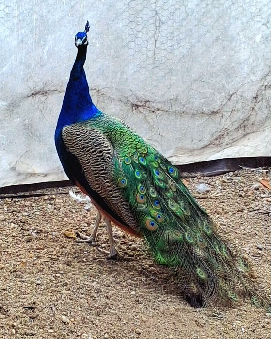 Mascul paun standard  !