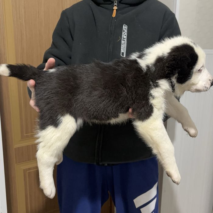 Продам щенки алабая