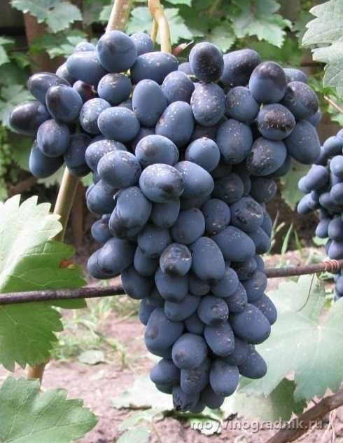 Саженцы плодовых с питомника