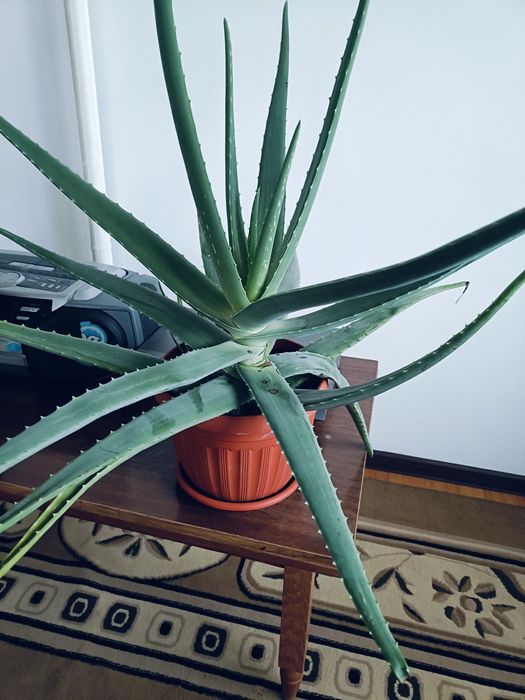 Продам домашние цветы