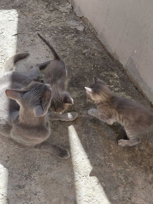 Подарявам котета
