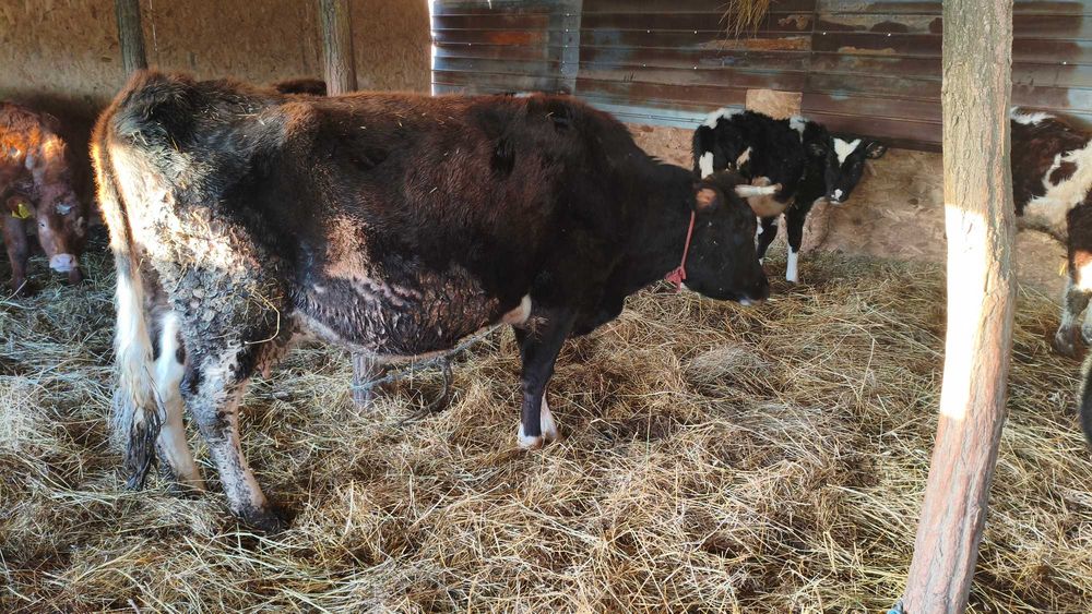 Vând vacă gestantă