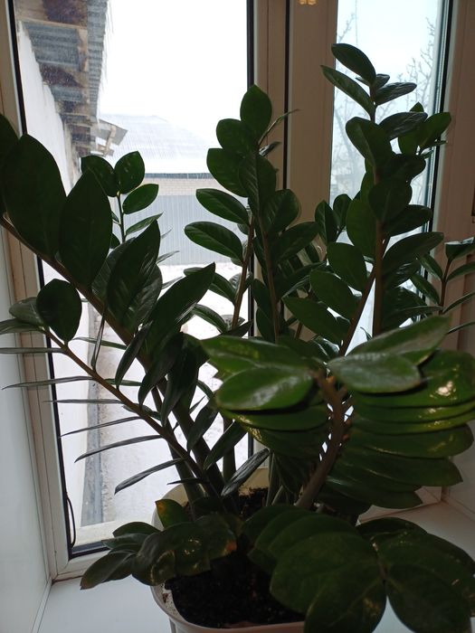 Продам долларовое дерево