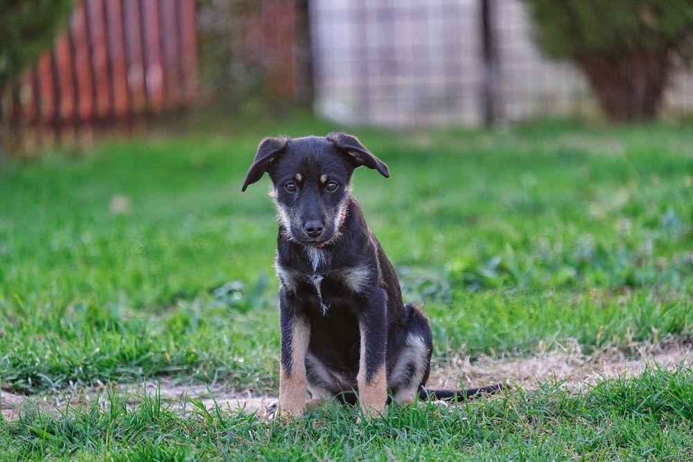 Ofer spre adopție cățelusă 4 luni metis terrier