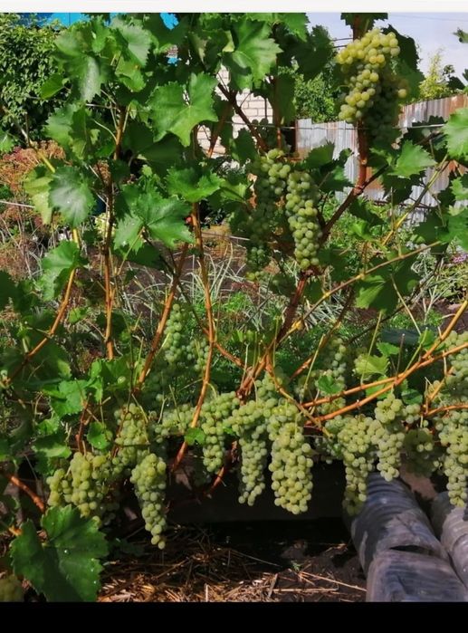 Виноград, саженцы