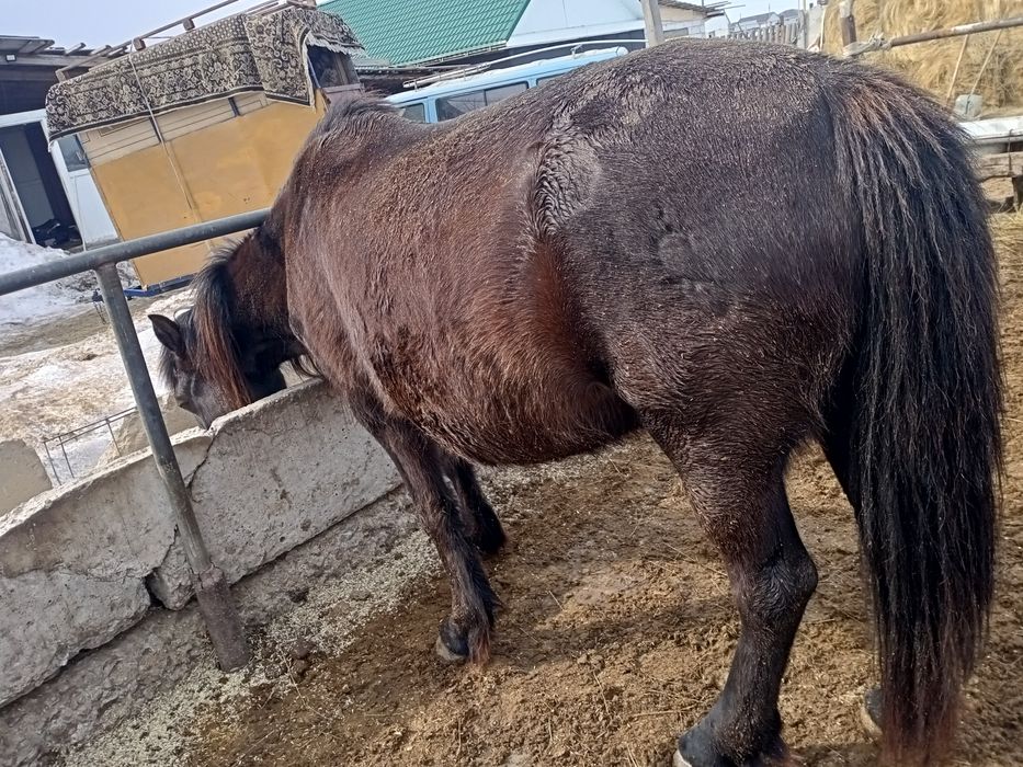 Продам жерёбая кабылка