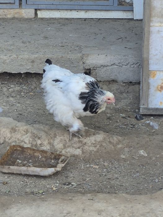 Брама пародасының тауықтары сатылады