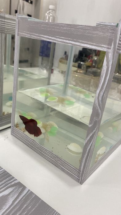 аквариумные рыбки ветта