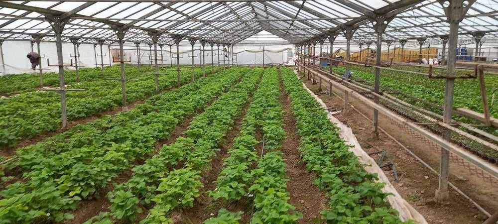 Продаетcя бизнес тепличное хозяйство