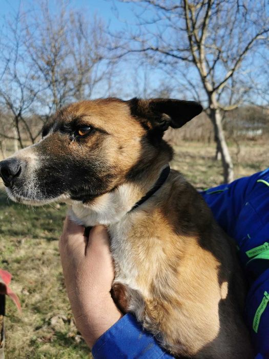 Bowie – câine blând și cuminte își caută familie