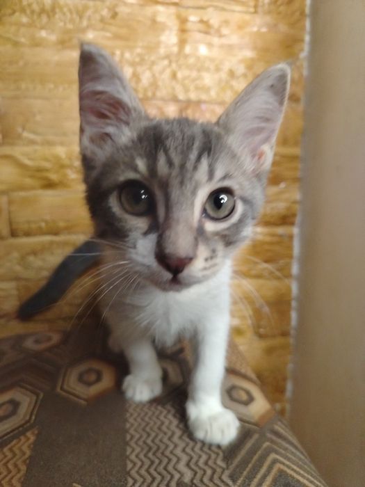 Котята ласковые и домашние