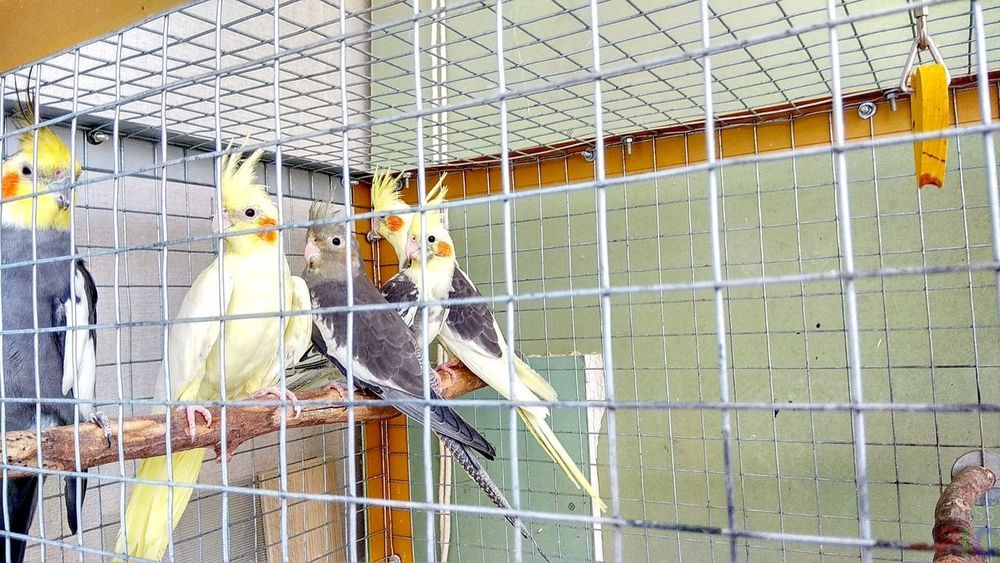 Продам попугай взрослые корелл