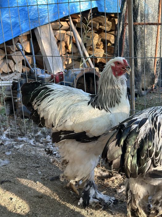 Cocosi brahma herminat deschis