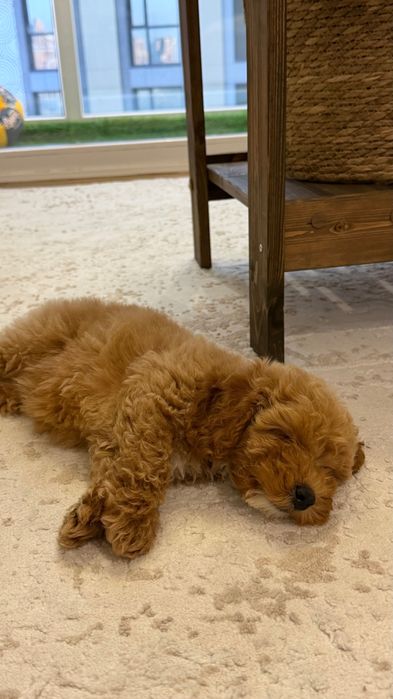 Продаётся щенок мальтипу, 2,5 месяца