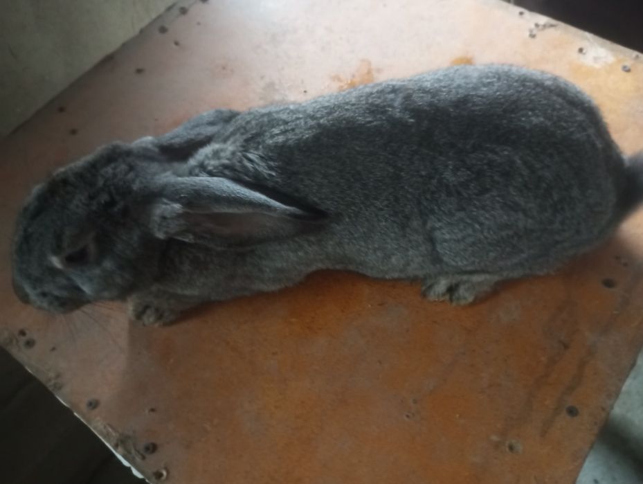 Quyonlar sotiladi damashni quyonlar yeb ichishiga javob arzon beramiz