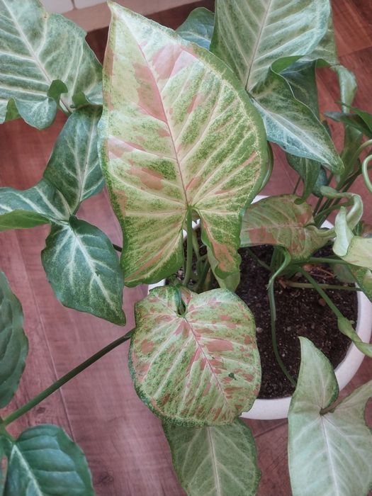 Сингониум в новом горшке