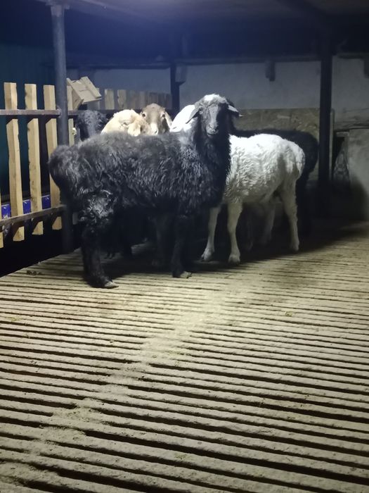 Алфарабиде семиз Кой бар