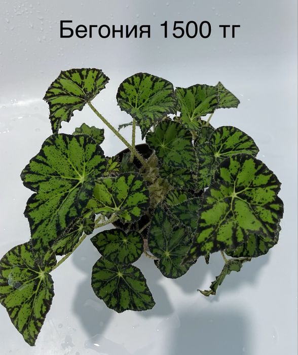 Комнатные растения