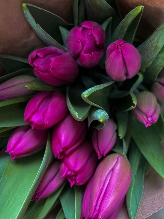 Тюльпаны крупные