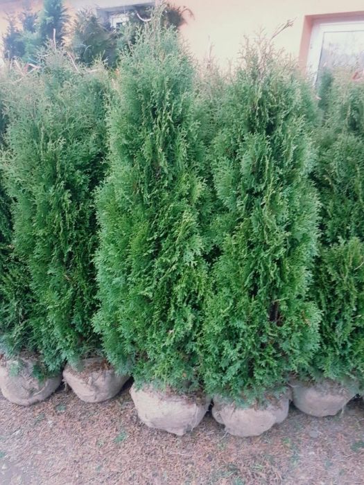 Tuia 1,5m - 1,6m / thuja occidentalis columnaris si smaragd.( Smarald