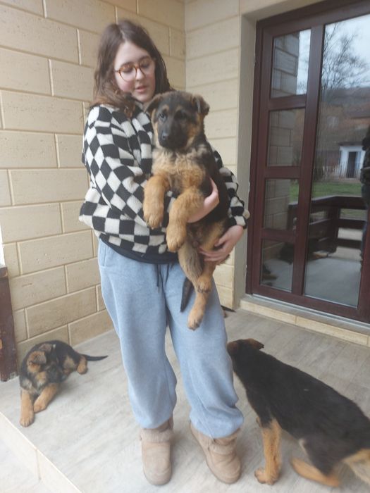 Pui ciobanesc german cu pedigree