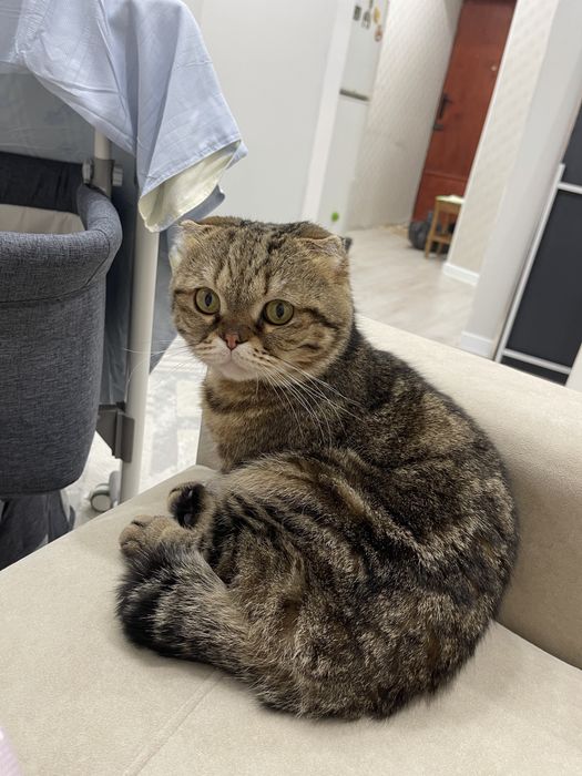 Отдам кота бесплатно